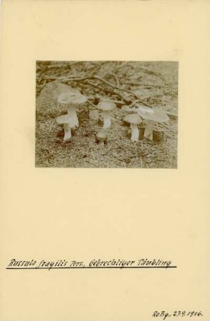 Wechselfarbiger Spei-Täubling : Wechselfarbiger Spei-Täubling (Russula fragilis Persoon), auch Zerbrechlicher Täubling genannt.