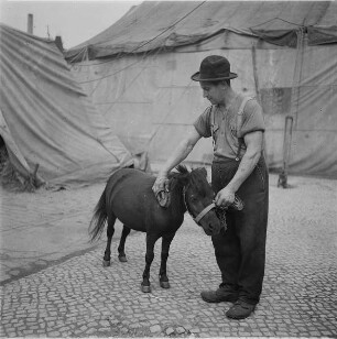 Berlin-Tempelhof. Zirkus Blumenfeld. Tierpfleger striegelt ein Pony