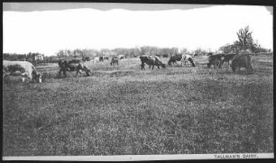 Walla Walla. Tallmans Dairy, Walla Walla, Wash.