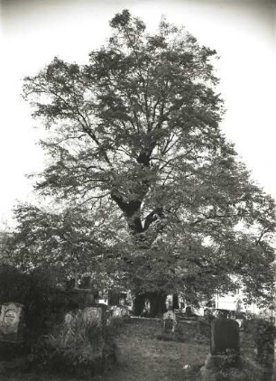 Naturschutz. Baumschutz. Alte Linde auf einem Friedhof, vermutlich bei Collm, Oschatz