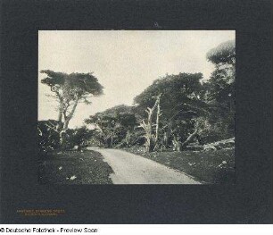 Foto, Del Monte