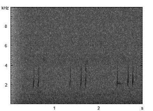 Wachtel | Coturnix coturnix - Ruf