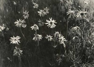 Die Echte Arnika (Arnica montana), auch Bergwohlverleih genannt, ist eine Pflanzenart von etwa 30 Arten der Gattung Arnika in der Familie der Korbblütler (Asteraceae). Sie steht unter Naturschutz