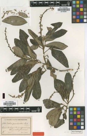 Croton poecilanthus Urb. [syntype]