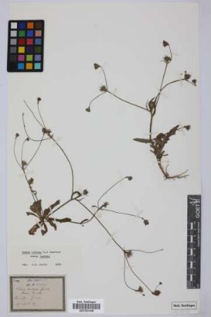Tolpis barbata (L.) Gaertn.
