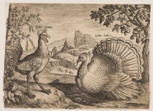 Gallus cornutus - Gallus Indicus
