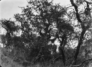 Polylepis Gehölze : Einige Polylepis Gehölze.