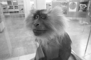 Museum am Friedrichsplatz/Landessammlungen für Naturkunde. Wanderausstellung "Affen im tropischen Regenwald"