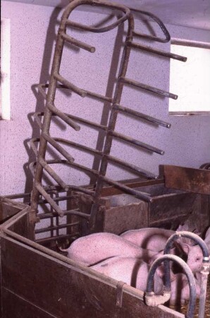 Fotografie: Sauenhaltung, Abferkelbucht