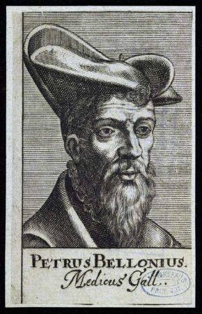 Belon, Pierre