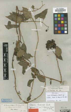 Solanum bifurcatum Hochst. ex Dunal [type]