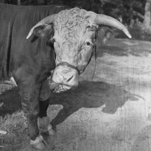 Long Island, Bulle auf der Lester Davis Farm