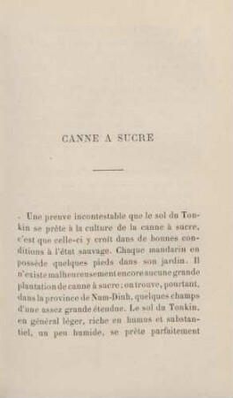 Canne a sucre