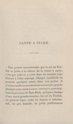 Canne a sucre