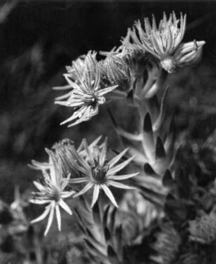 Dach-Hauswurz (Sempervivum tectorum), auch Echte Hauswurz, Gewöhnliche Hauswurz, Alpen-Hauswurz genannt, Pflanzenart, die zu der Familie der Dickblattgewächsen (Crassulaceae) und der Gattung Hauswurze (Sempervivum) gehört