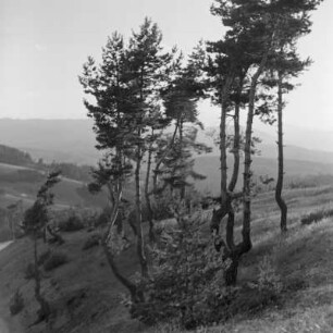Landschaftsbild der bulgarischen Rhodopen