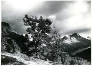 Schweiz, Graubünden. Ostalpen, Arven am Aufstieg zum Piz Languard