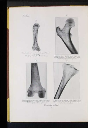 Structura ossium.