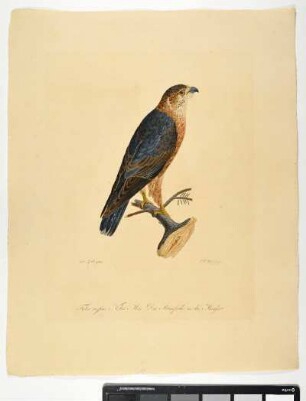 Falco caesius. Nobis. Mas. Der Blaufalke in der Mauser. - Kornweihe. Circus cyaneus; mas. - Zeichner: Ambrosius Gabler; Stecher: Johann Carl Bock