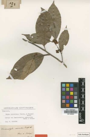 Dendrostylis suaveolens H.Karst. & Triana [isotype]