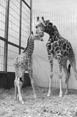 Nachwuchs bei den Giraffen im Karlsruher Zoo