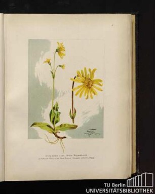 Arnica montana Linné. Arnica, Bergwohlverleih.