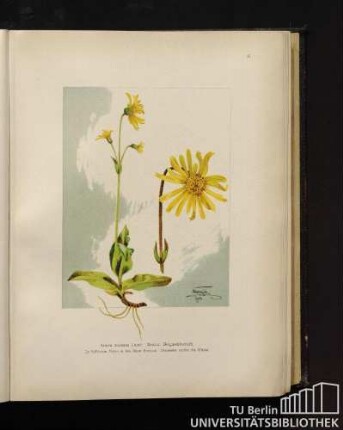 Arnica montana Linné. Arnica, Bergwohlverleih.