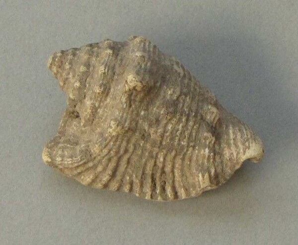 Sea snail shell