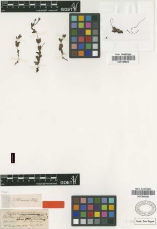 Epilobium sikkimense Hausskn. [type]