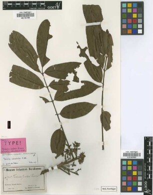 Trichilia zenkeri Harms [lectotype]
