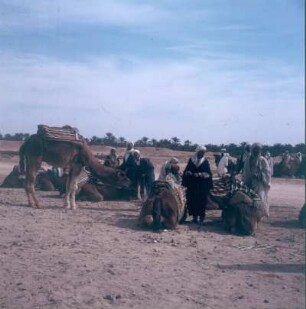 Nomaden mit Kamelherde in der Wüste des südlichen Tunesien, 1977
