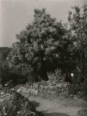 Edelkastanie (Castanea sativa), auch Esskastanie auf der Deutschen Bosel bei Meißen