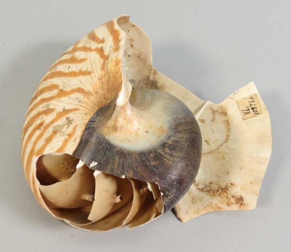 Nautilus shell (fragment)