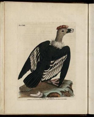 Pl. CXX. [Plates siehe röm.Paginierung]