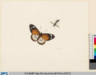 Ein Schmetterling und ein Insekt