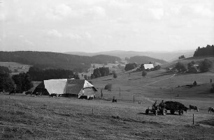 Kühe auf einer Weide in Breitnau