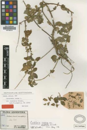Crotalaria incana L. var. australis Griseb.[type]