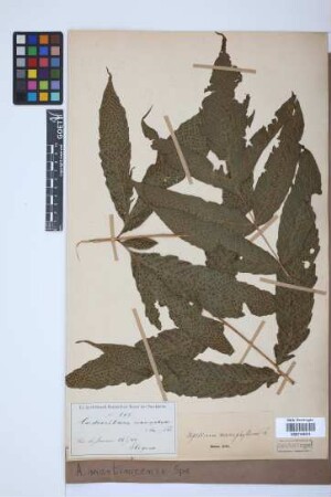 Aspidium martinicense Spreng.