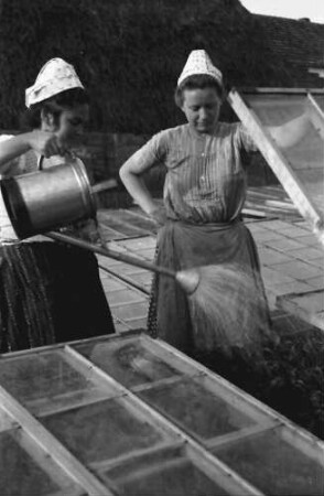 Aradul Nou: Frühbeet, Glasgedeckt, noch näher, zwei Frauen grinsen