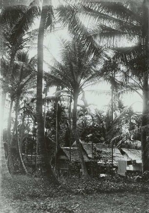 Indonesien, Sumatra, Insel Bintang, Kokospalme