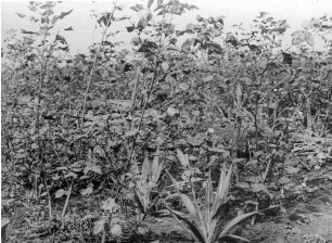 Baumwolle und Sisal