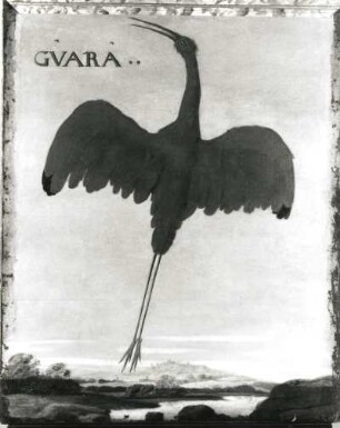 GVARA Scharlachroter Ibis (Eudocimus ruber)