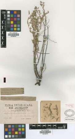 Croton pycnocephalus Müll.Arg. var. Griseb. echinulatus[type]