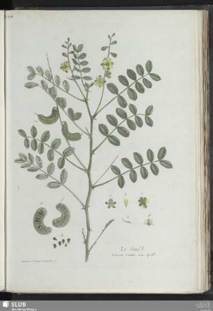Le Sené