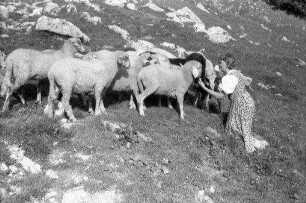 Bayrischzell: zwei Mädchen an einer Schafherde