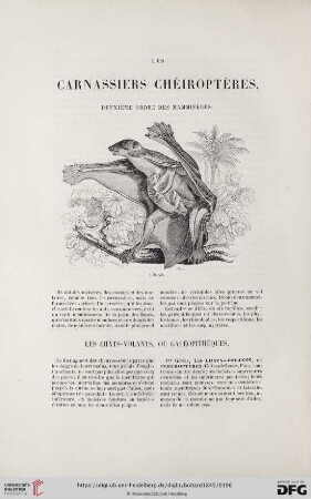 Les carnassiers chéiroptères, deuxième ordre des mammifères