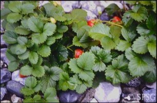 Erdbeeren, "Feuerstein".