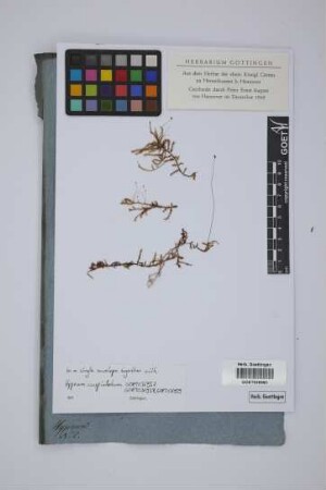 Hypnum cuspidatum
