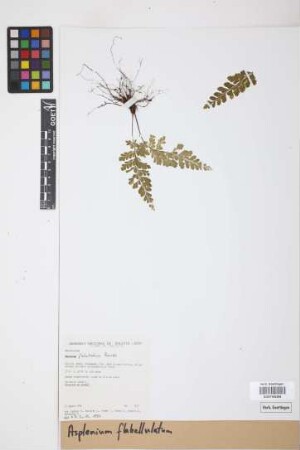 Asplenium flabellulatum Kunze