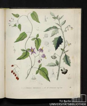 1. - 5. Solanum dulcamara. / 6. - 12. Solanum nigrum.